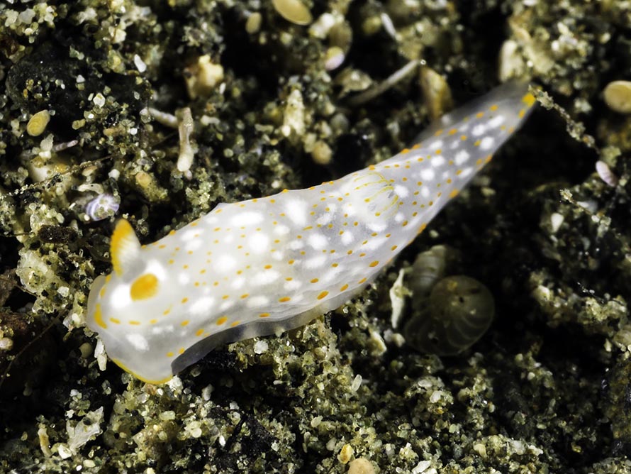 Gymnodoris sp. J